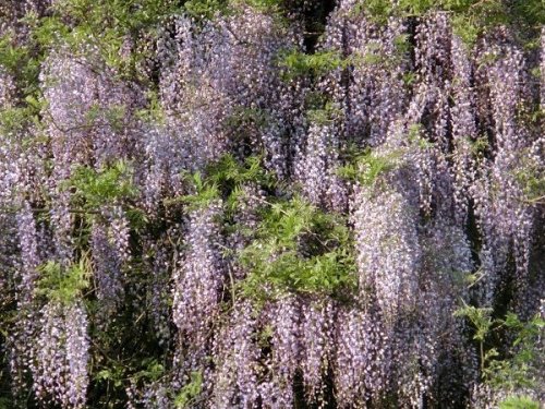 Japanese wisteria