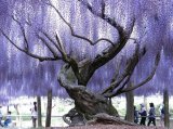 Wisteria Tree!