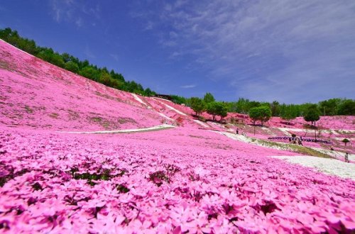 Awesome flowers!