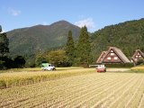 Rice Harvesting