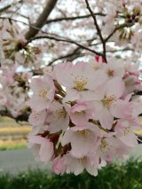 Cherry blossoms